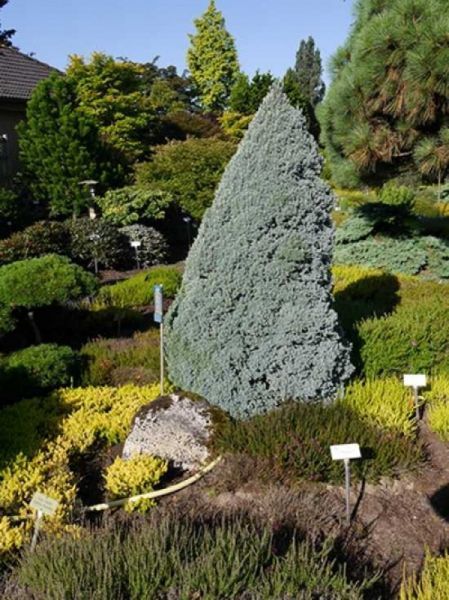 Ель канадская Сандерс Блю. (Picea glauca Sanders Blue) C10 CS2059 фото