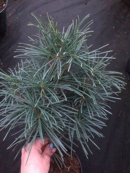 Сциадопитис мутовчатый. (Sciadopitys verticillata) С5 CS2359 фото