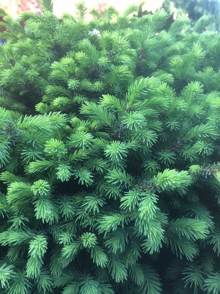 Ялина сербська Керел. (Picea Omorika Karel) контейнер С10 CS2109 фото