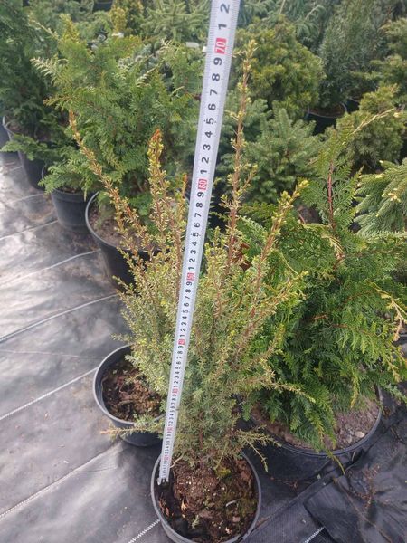 Можжевельник обыкновенный Arnold (Juniperus communis Arnold) С3 высота 50-70см R4345 фото