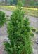 Кипарисовик тупий Драс. (Chamaecyparis obtusa Drath) С3 CS2159 фото 2