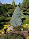 Ель канадская Сандерс Блю. (Picea glauca Sanders Blue) C10 CS2059 фото 3