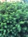 Ялина сербська Керел. (Picea Omorika Karel) контейнер С10 CS2109 фото 4