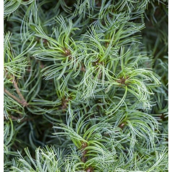 Сосна веймутовая Тини Керлс. (Pinus strobus Tiny Curls) С5 40-50см CS2309 фото