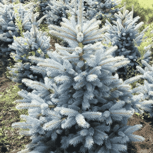 Ялина колюча &laquo;Супер Блю&raquo; (Super Blue Seedling), 80&ndash;100 см, контейнер 15 л V10022 фото