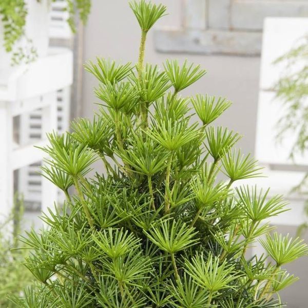 Сциадопитис мутовчатый. (Sciadopitys verticillata) С5 CS2359 фото