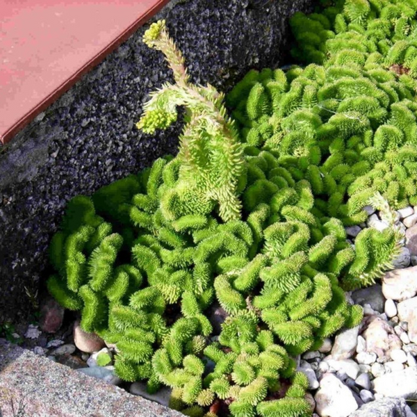Очиток кристатум (Sedum Cristatum) &ndash; редкий суккулент "гребень"