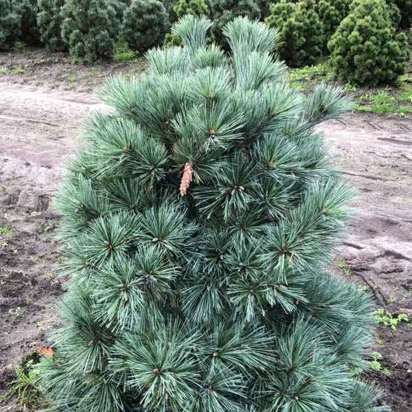 Сосна Веймутова/Стробус. (Pinus strobus) С5 TS0028 фото
