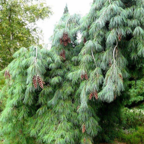 Сосна Веймутова/Стробус. (Pinus strobus) С5 TS0028 фото