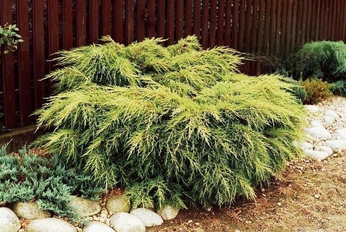 Ялівець середній &laquo;King of Spring&raquo; (Кінг оф Спрінг) / Juniperus pfitzeriana King of Spring С3 R2955 фото