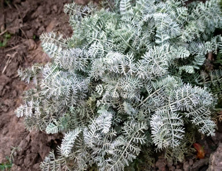 Пупавка Маршалла/ромашка. (Anthemis marschalliana)  Р9