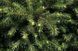 Ялина сербська Керел. (Picea Omorika Karel) контейнер С10 CS2109 фото 2