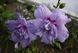 Гібіскус сирійський Блю Шифон. (Hibiscus syriacus Blue Chiffon) С3 CS2612 фото 3