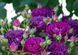 Роза Перпл Эден/Эбб Тайд. (Ebb Tide/Purple Eden) Флорибунда V70202 фото 2