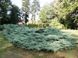 Можжевельник виргинский Хетц. (Juniperus virginiana Hetz) C5 CS2259 фото 2