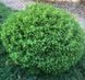 Ялина сербська Керел. (Picea Omorika Karel) контейнер С10 CS2109 фото 1
