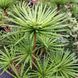 Сциадопитис мутовчатый. (Sciadopitys verticillata) С5 CS2359 фото 5