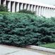 Можжевельник виргинский Хетц. (Juniperus virginiana Hetz) C5 CS2259 фото 1