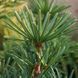 Сциадопитис мутовчатый. (Sciadopitys verticillata) С5 CS2359 фото 7
