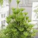 Сциадопитис мутовчатый. (Sciadopitys verticillata) С5 CS2359 фото 8