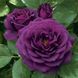 Роза Перпл Эден/Эбб Тайд. (Ebb Tide/Purple Eden) Флорибунда V70202 фото 1