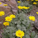 Пупавка Маршалла/ромашка. (Anthemis marschalliana)  Р9 V67387 фото 1