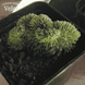 Очиток кристатум (Sedum Cristatum) &ndash; редкий суккулент "гребень" CS1882 фото 3