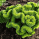 Очиток кристатум (Sedum Cristatum) &ndash; редкий суккулент "гребень" CS1882 фото 1