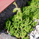 Очиток кристатум (Sedum Cristatum) &ndash; редкий суккулент "гребень" CS1882 фото 2
