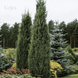 Можжевельник обыкновенный Arnold (Juniperus communis Arnold) С3 высота 50-70см R4345 фото 2