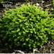 Ялина звичайна Пуміла Глаука (Picea abies 'Pumila Glauca') &mdash; декоративний карликовий сорт ялини C3 000N1761 фото 1