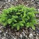 Ялиця благородна карликова &ndash;&nbsp;Abies procera Meyers Dwarf (горщик 5л) V108310 фото 2