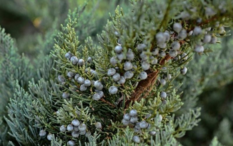 Ялівець горизонтальний Вілтоні. (Juniperus horizontalis Wiltonii) С7,5 CS2209 фото