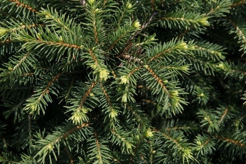 Ялина сербська Керел. (Picea Omorika Karel) контейнер С10 CS2109 фото