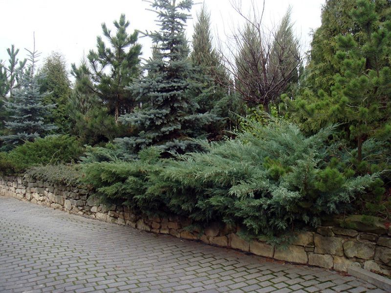 Можжевельник виргинский Хетц. (Juniperus virginiana Hetz) C5 CS2259 фото