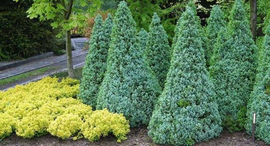 Ель канадская Сандерс Блю. (Picea glauca Sanders Blue) C10 CS2059 фото