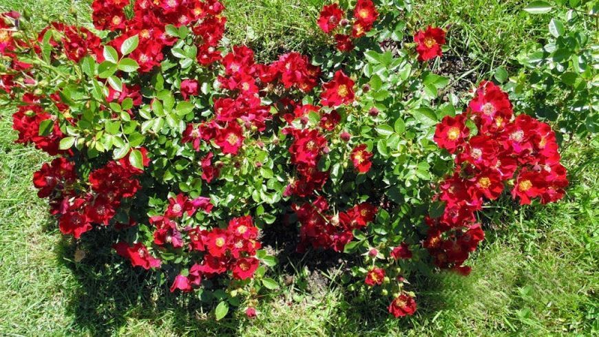 Роза Биненвайде Рот. (Bienenweide Rot) Почвопокровная CS0782 фото