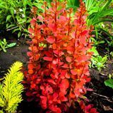 Барбарис Тунберга Оранж Рокет. (Berberis thunbergii Orange Rocket) Р9 V70217 фото