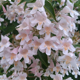 Колквиция очаровательная Kolkwitzia amabilis (кольквиция китайская) С3