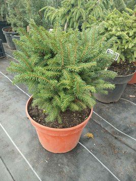 Ель сербская Керел. (Picea Omorika Karel) контейнер С3 25-30см V2551 фото