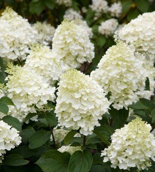 Гортензия метельчатая Сильвер Доллар (Hydrangea paniculata Silver Dollar) С1 V00101 фото