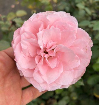Троянда Пінк Айс/Рожевий Лід. (Pink Ice) Ч/Г У КОНТЕЙНЕРІ CS1083 фото