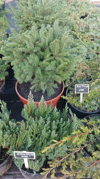 Ель сербская Керел. (Picea Omorika Karel) контейнер С3 25-30см V2551 фото