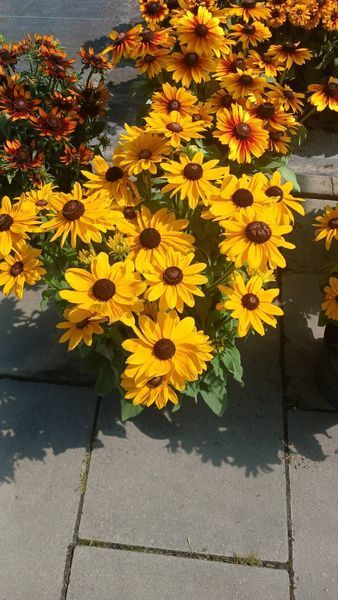 Гибридная рудбекия &laquo;Смайлз Биг Лак&raquo; (Rudbeckia SmileyZ Big Luck) C5 V13360 фото