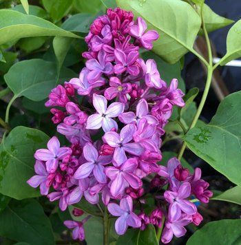 Сирень обыкновенная Леонид Леонов. (Syringa vulgaris Leonid Leonov) С4, 3-летка CS2963 фото