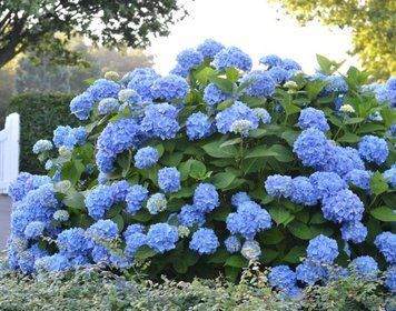 Гортензия Эндлесс Саммер Балмер. (Hydrangea macrophylla Endless Summer Bailmer) Р9 CS2763 фото