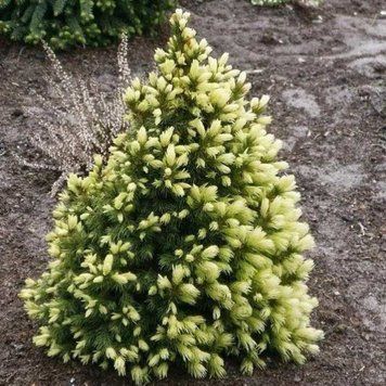 Ель канадская Коника Майголд, (Picea glauca Conica Maigold) С5 CS2060 фото