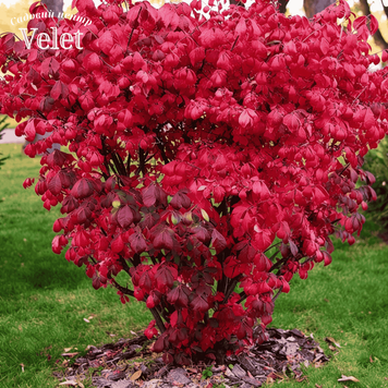Бересклет европейский Ред Каскад. (Euonymus europaeus Red Cascade) С5
