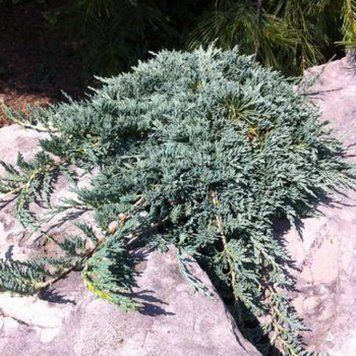 Ялівець горизонтальний Айс Блю. (Juniperus horizontalis Ace Blue) С5 CS2210 фото