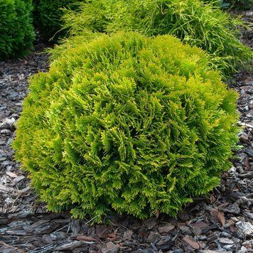 Туя западная Мириам. (Thuja occidentalis MiriJam) С3 CS2410 фото